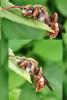 Nomada sp.